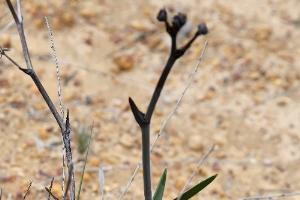 Australian Plants Haemodoraceae